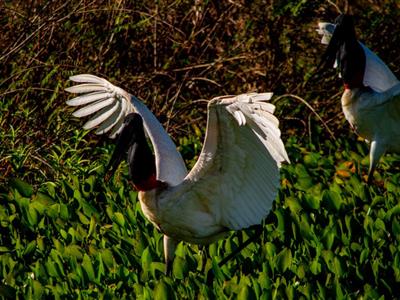 Foto da Notícia: Direito dos animais: 'incêndio no Pantanal consome vidas', alerta advogada 